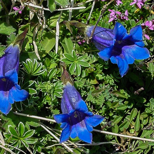 Kalk-Glocken-Enzian / Gentiana clusii