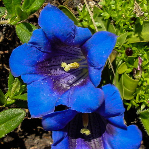 Kalk-Glocken-Enzian / Gentiana clusii