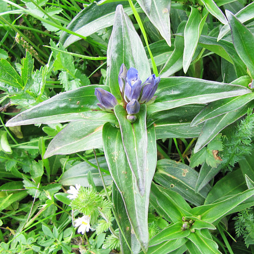 Kreuzblättriger Enzian / Gentiana cruciata