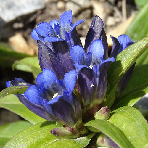 Kreuzblättriger Enzian / Gentiana cruciata