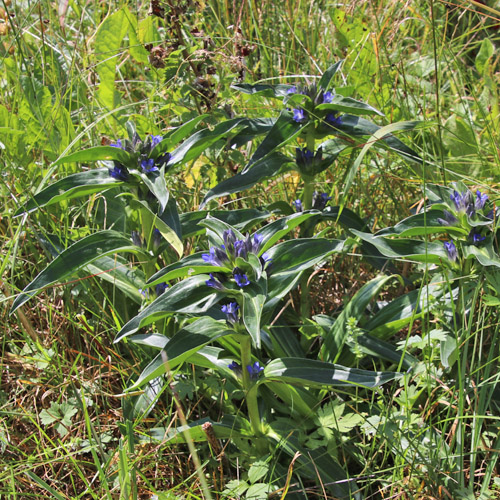 Kreuzblättriger Enzian / Gentiana cruciata