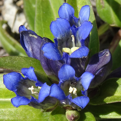 Kreuzblättriger Enzian / Gentiana cruciata