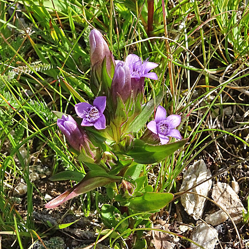 Engadiner Enzian / Gentiana engadinensis