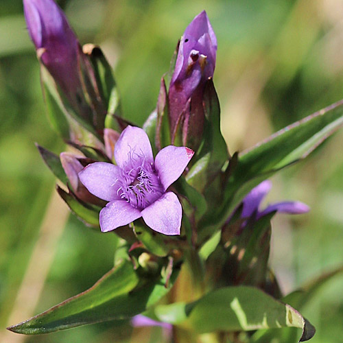 Engadiner Enzian / Gentiana engadinensis