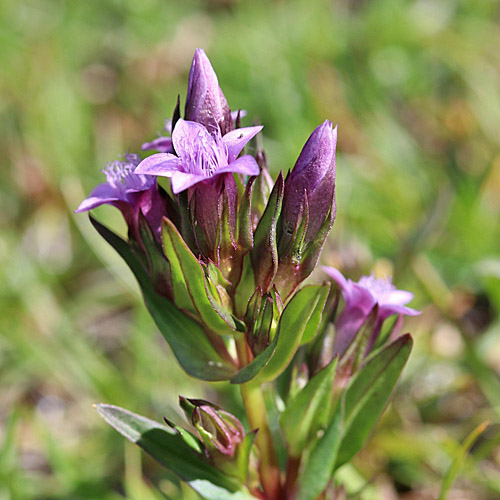 Engadiner Enzian / Gentiana engadinensis