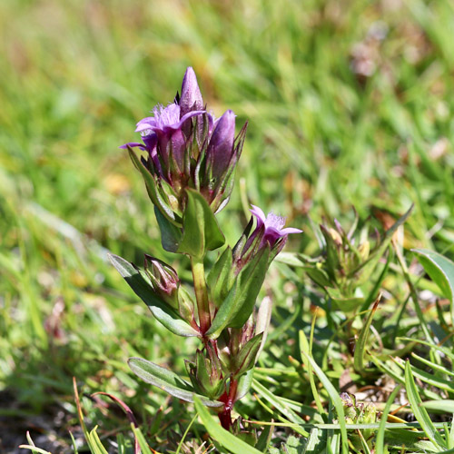 Engadiner Enzian / Gentiana engadinensis