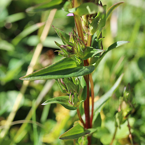 Engadiner Enzian / Gentiana engadinensis