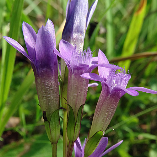 Deutscher Enzian / Gentiana germanica