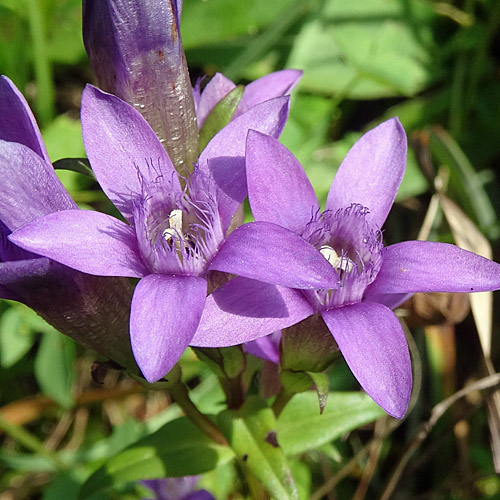 Deutscher Enzian / Gentiana germanica