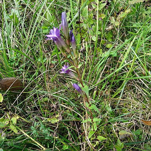 Deutscher Enzian / Gentiana germanica