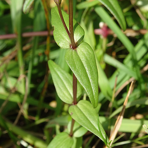 Deutscher Enzian / Gentiana germanica