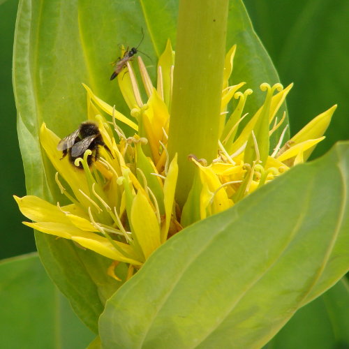 Gelber Enzian / Gentiana lutea