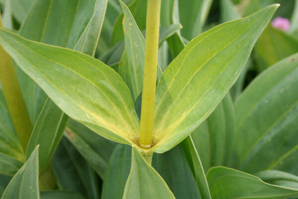 Gelber Enzian / Gentiana lutea