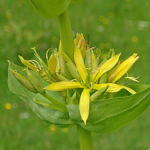 Gelber Enzian / Gentiana lutea