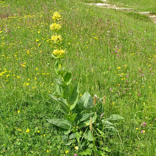 Gelber Enzian / Gentiana lutea