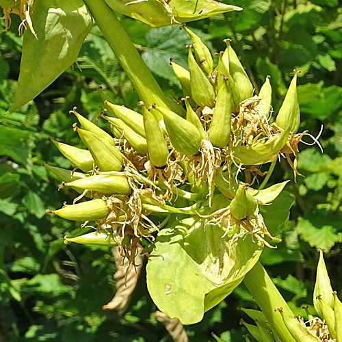 Gelber Enzian / Gentiana lutea