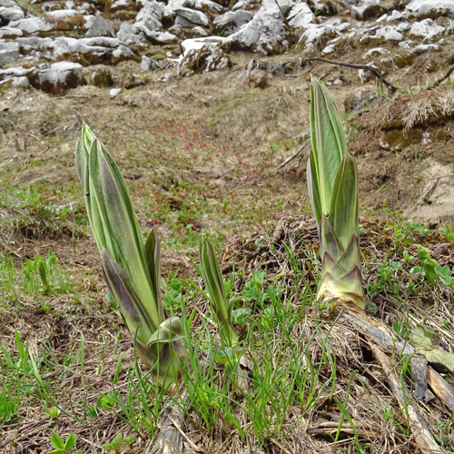 Gelber Enzian / Gentiana lutea