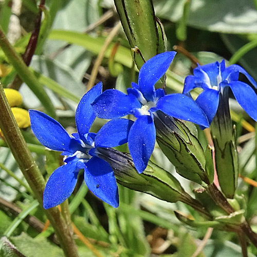 Schnee-Enzian / Gentiana nivalis