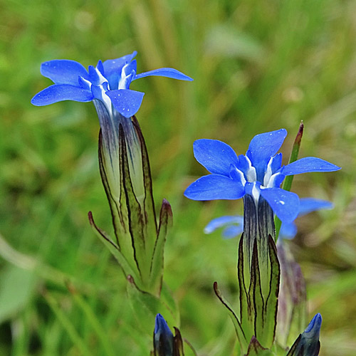 Schnee-Enzian / Gentiana nivalis