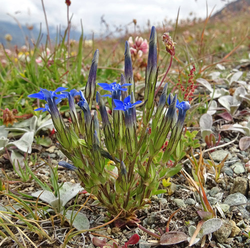 Schnee-Enzian / Gentiana nivalis