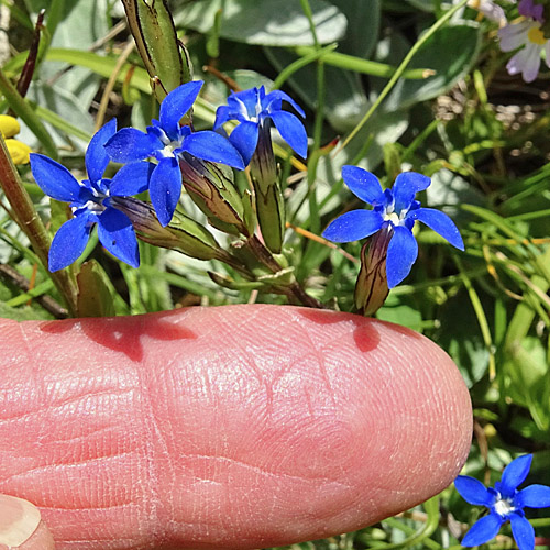 Schnee-Enzian / Gentiana nivalis