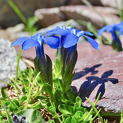 Rundblättriger Enzian / Gentiana orbicularis