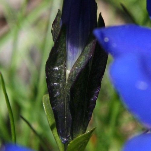 Rundblättriger Enzian / Gentiana orbicularis