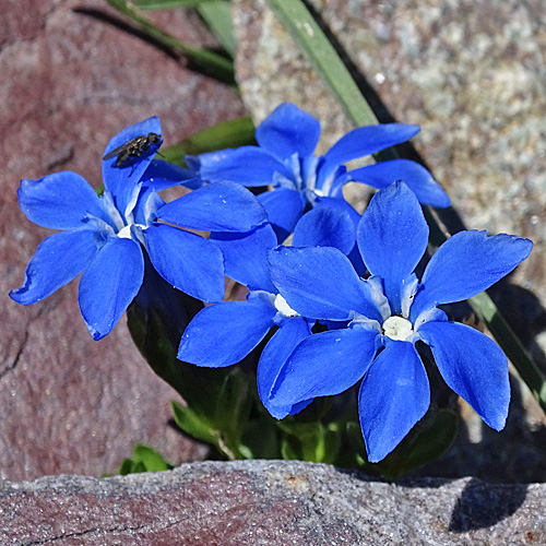 Rundblättriger Enzian / Gentiana orbicularis