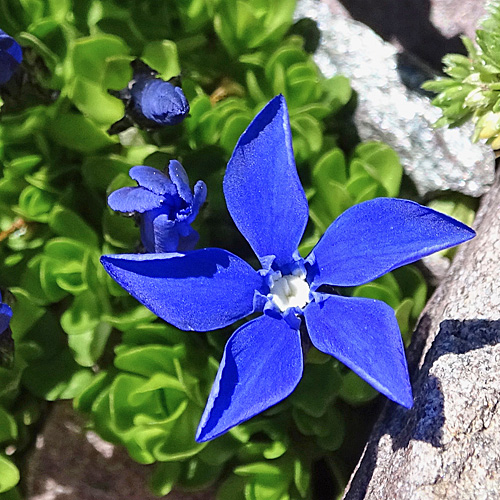 Rundblättriger Enzian / Gentiana orbicularis