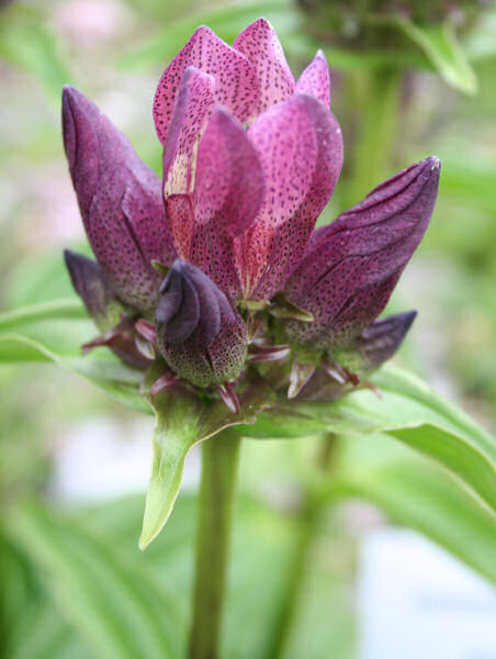 Ostalpen-Enzian / Gentiana pannonica