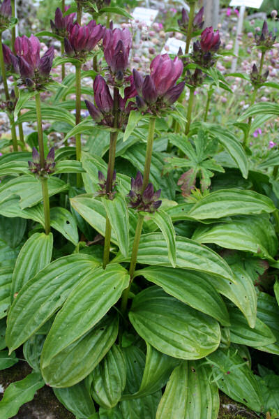 Ostalpen-Enzian / Gentiana pannonica