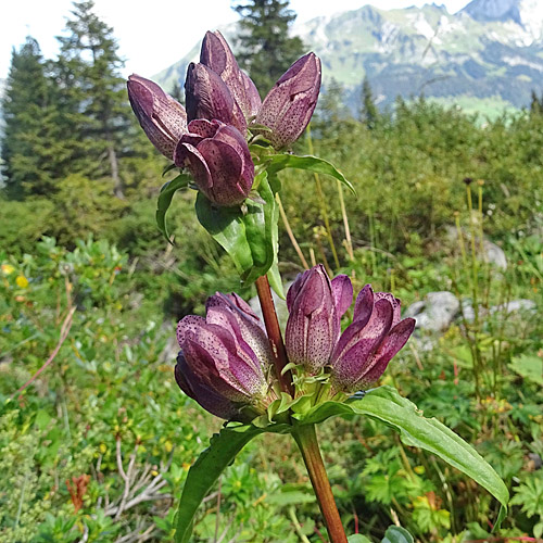 Ostalpen-Enzian / Gentiana pannonica