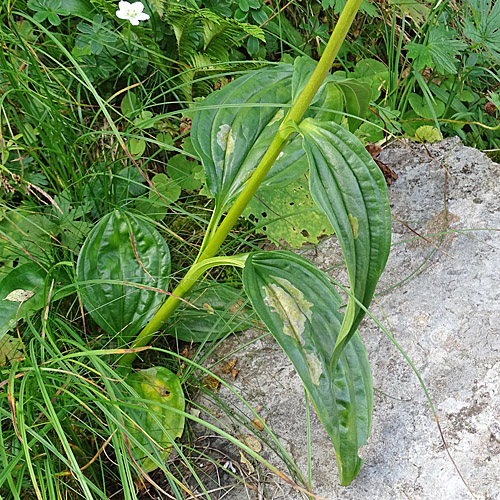 Ostalpen-Enzian / Gentiana pannonica