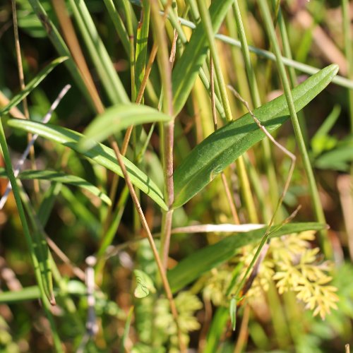 Lungen-Enzian / Gentiana pneumonanthe