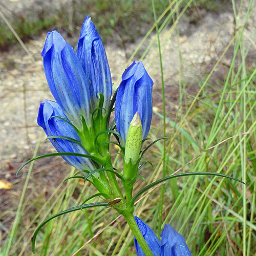 Lungen-Enzian / Gentiana pneumonanthe