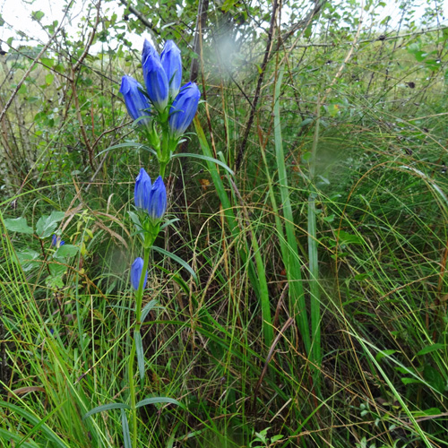 Lungen-Enzian / Gentiana pneumonanthe