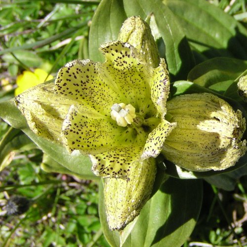 Punktierter Enzian / Gentiana punctata