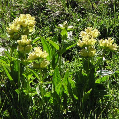 Punktierter Enzian / Gentiana punctata