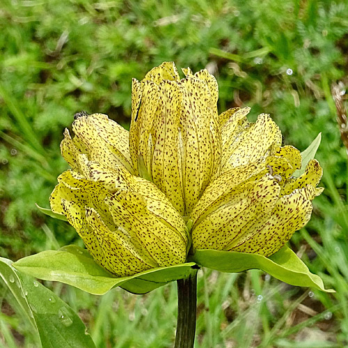 Punktierter Enzian / Gentiana punctata