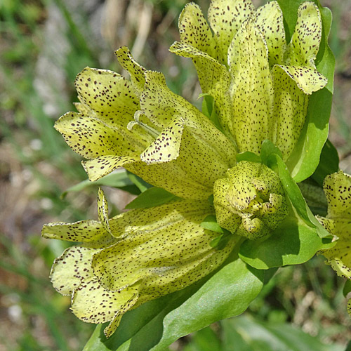 Punktierter Enzian / Gentiana punctata