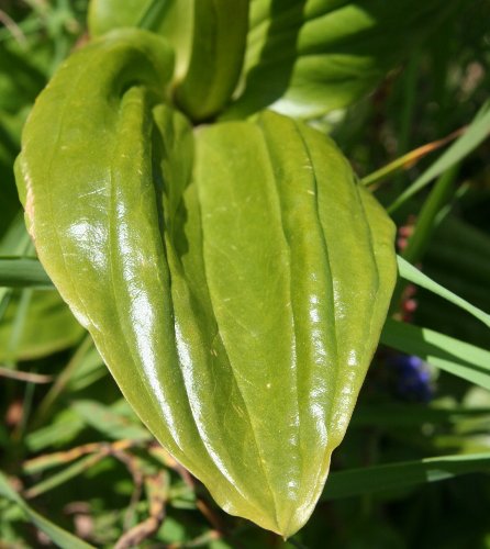 Punktierter Enzian / Gentiana punctata