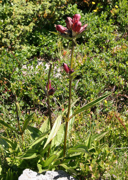 Purpur-Enzian / Gentiana purpurea