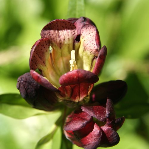 Purpur-Enzian / Gentiana purpurea