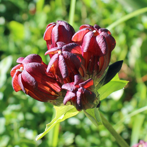 Purpur-Enzian / Gentiana purpurea