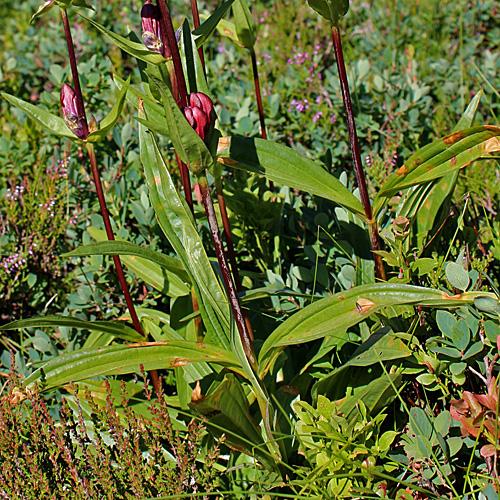 Purpur-Enzian / Gentiana purpurea