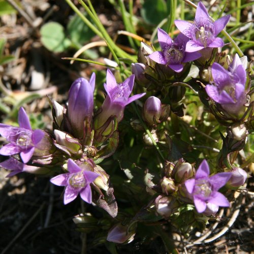 Reichästiger Enzian / Gentiana ramosa