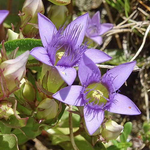 Reichästiger Enzian / Gentiana ramosa