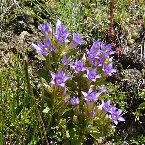 Reichästiger Enzian / Gentiana ramosa