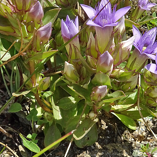 Reichästiger Enzian / Gentiana ramosa