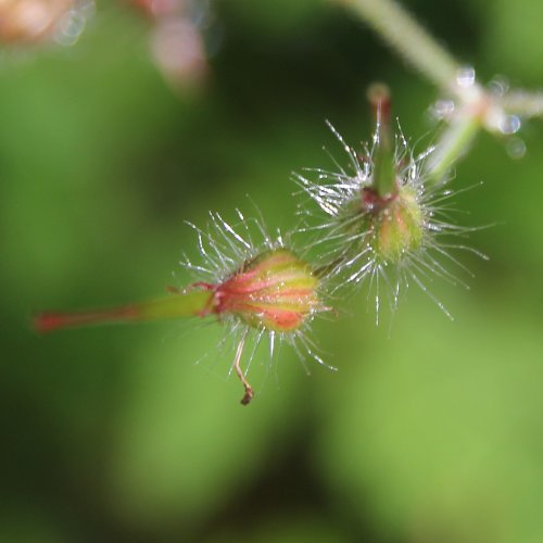 Ruprechts Storchschnabel / Geranium robertianum